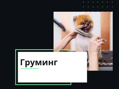 Сайт для груминга ухода за животными